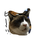 ねこねこねねね（個別スタンプ：7）
