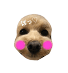 furiru（個別スタンプ：1）