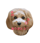 furiru（個別スタンプ：6）