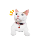 Clearly expressive cat（個別スタンプ：1）