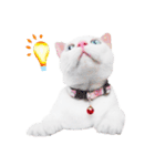 Clearly expressive cat（個別スタンプ：2）