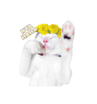 Clearly expressive cat（個別スタンプ：3）