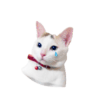 Clearly expressive cat（個別スタンプ：4）