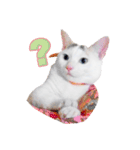 Clearly expressive cat（個別スタンプ：5）