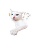Clearly expressive cat（個別スタンプ：6）