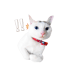 Clearly expressive cat（個別スタンプ：7）