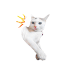 Clearly expressive cat（個別スタンプ：8）