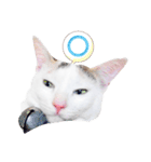 Clearly expressive cat（個別スタンプ：9）