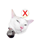 Clearly expressive cat（個別スタンプ：10）