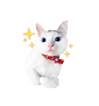 Clearly expressive cat（個別スタンプ：11）