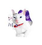 Clearly expressive cat（個別スタンプ：12）