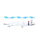 Clearly expressive cat（個別スタンプ：14）