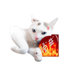 Clearly expressive cat（個別スタンプ：15）