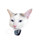 Clearly expressive cat（個別スタンプ：17）