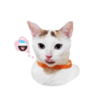 Clearly expressive cat（個別スタンプ：20）