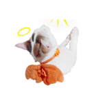 Clearly expressive cat（個別スタンプ：23）