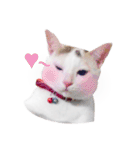 Clearly expressive cat（個別スタンプ：24）