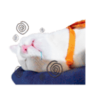 Clearly expressive cat（個別スタンプ：25）