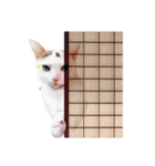 Clearly expressive cat（個別スタンプ：27）