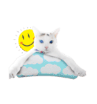 Clearly expressive cat（個別スタンプ：28）