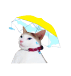 Clearly expressive cat（個別スタンプ：30）