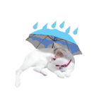 Clearly expressive cat（個別スタンプ：31）