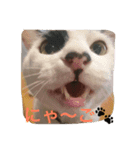 うちの猫にゃ2（個別スタンプ：1）