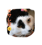 うちの猫にゃ2（個別スタンプ：6）