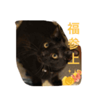 うちの猫にゃ2（個別スタンプ：7）