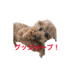 プードルジルのお返事 パート2（個別スタンプ：2）
