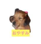 ももとはな（個別スタンプ：2）