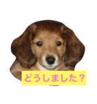 ももとはな（個別スタンプ：3）