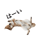 柴犬こてつ 2（個別スタンプ：1）