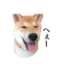 柴犬こてつ 2（個別スタンプ：2）