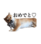 柴犬こてつ 2（個別スタンプ：3）