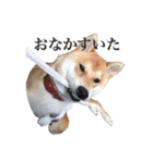 柴犬こてつ 2（個別スタンプ：4）