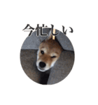 柴犬こてつ 2（個別スタンプ：5）
