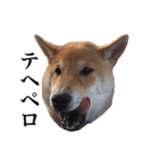 柴犬こてつ 2（個別スタンプ：6）