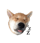 柴犬こてつ 2（個別スタンプ：7）