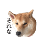 柴犬こてつ 2（個別スタンプ：8）