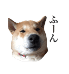 柴犬こてつ 2（個別スタンプ：9）