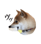 柴犬こてつ 2（個別スタンプ：10）