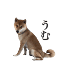 柴犬こてつ 2（個別スタンプ：11）