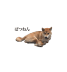 柴犬こてつ 2（個別スタンプ：12）