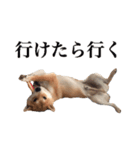 柴犬こてつ 2（個別スタンプ：13）