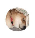 柴犬こてつ 2（個別スタンプ：15）