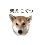 柴犬こてつ 2（個別スタンプ：16）