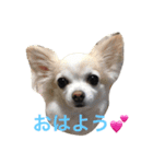 チワワのアトラスくんとノアちゃんスタンプ（個別スタンプ：1）