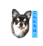 チワワのアトラスくんとノアちゃんスタンプ（個別スタンプ：12）