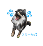 チワワのアトラスくんとノアちゃんスタンプ（個別スタンプ：16）
